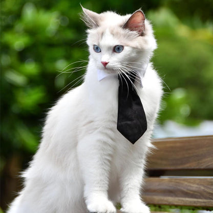Collier pour Chat | Klasy™