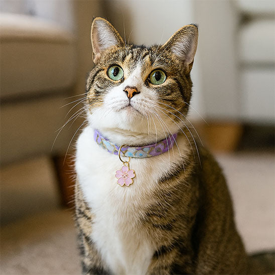 Collier pour chat | Saky™