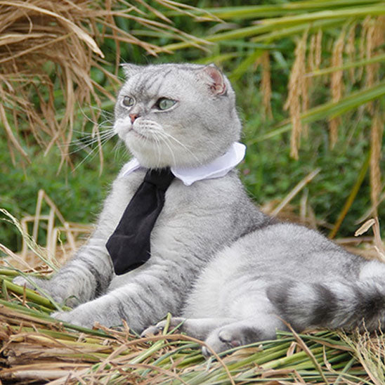 Collier pour Chat | Klasy™