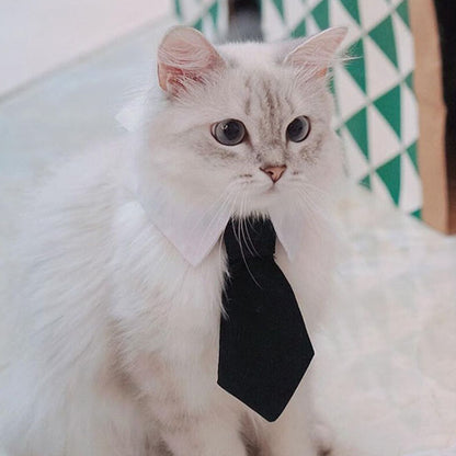 Collier pour Chat | Klasy™