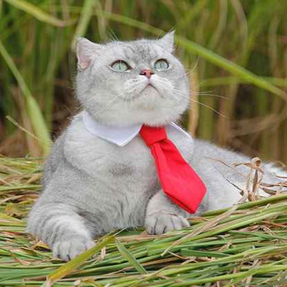 Collier pour Chat | Klasy™