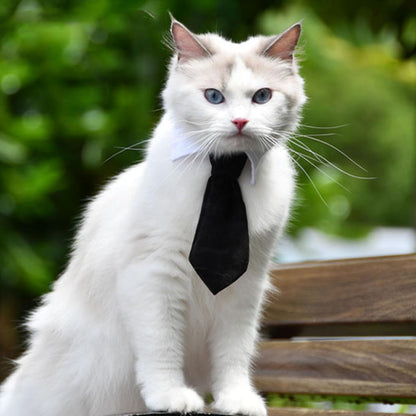 Collier pour Chat | Klasy™