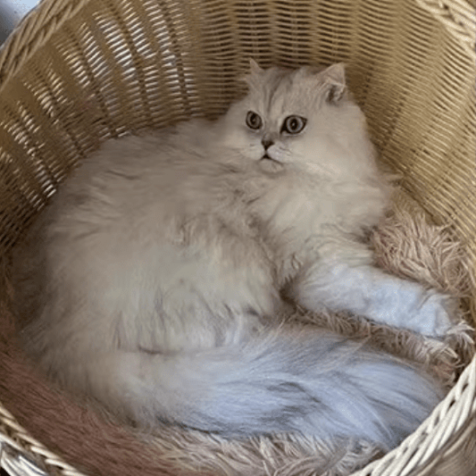 Coussin pour chat | Coussino™ - Ambiance chat