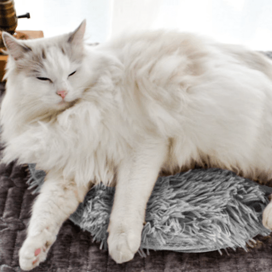 Coussin pour chat | Coussino™ - Ambiance chat