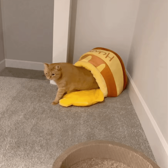 Coussin Pour Chat | Honny™ - Ambiance chat