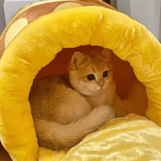 Coussin Pour Chat | Honny™ - Ambiance chat