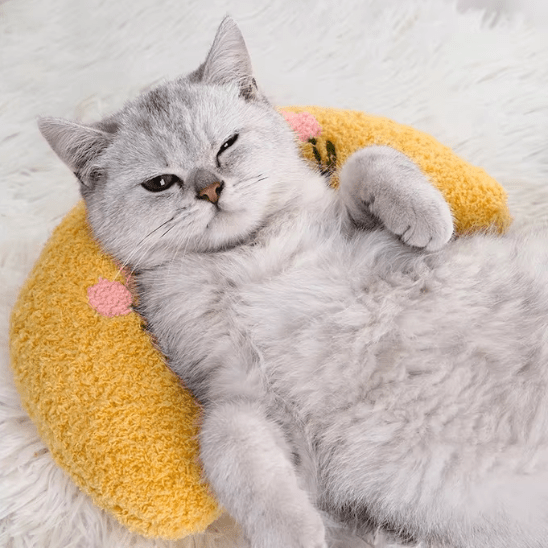 Coussin pour Chat | Louny™ - Ambiance chat
