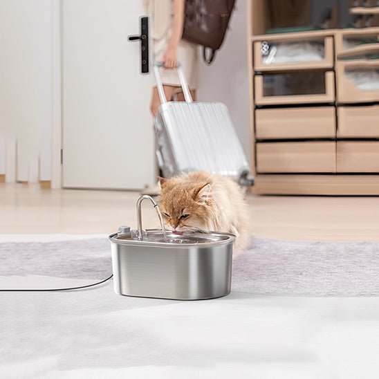 Fontaine a Eau Chat | Showy™ - Ambiance chat