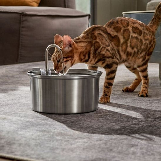 Fontaine a eau chat | Stelly™ - Ambiance chat