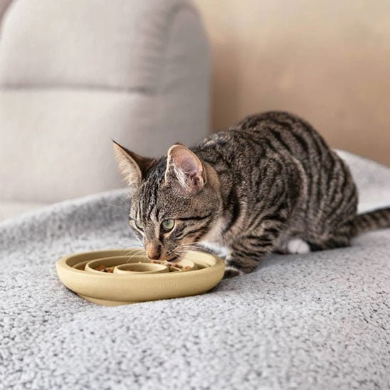 Gamelle Anti - Glouton Chat | Circly™ - Ambiance chat