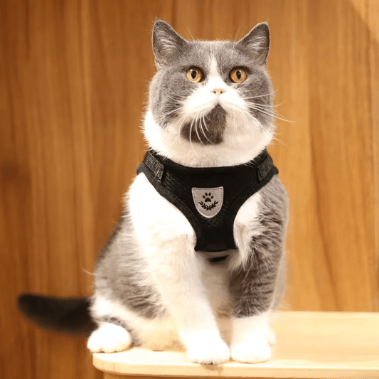 Harnais Chat | Baldy™ - Ambiance chat