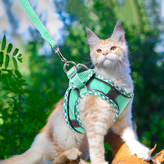 Harnais Chat | Tilsyâą