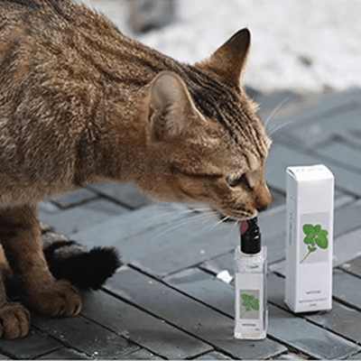 Herbe à chat | Atracty™ - Ambiance chat