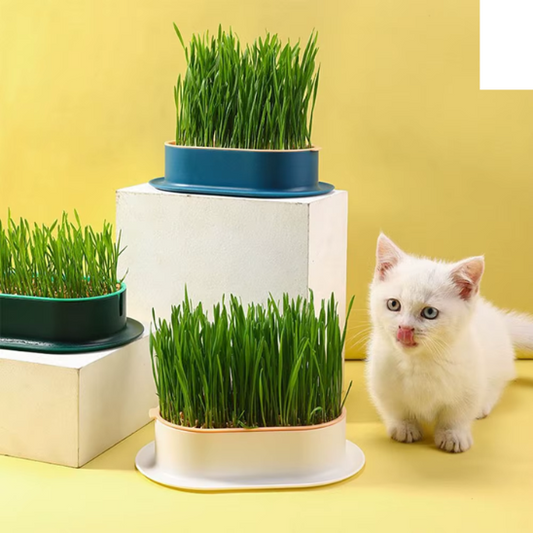 Herbe à Chat | GrassBox™