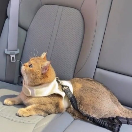Laisse pour Chat | Karly™ - Ambiance chat